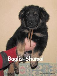 Baglis-Shamal